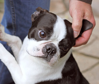 Man petting dog's ear