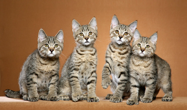 Four Shorthaired Pixiebob Cats