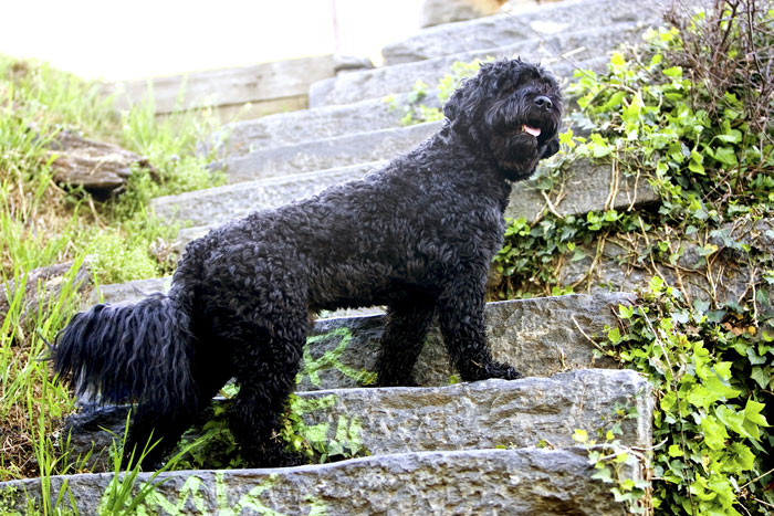 Portuguese Water Dog