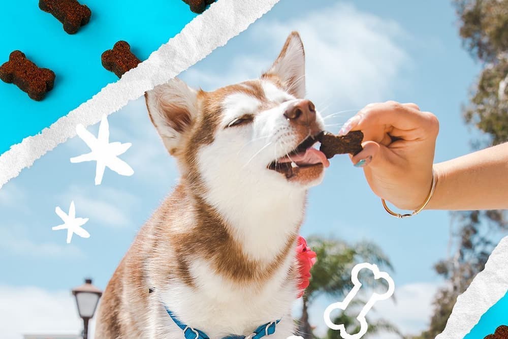 Dog eating a treat from FOMO Bones product line