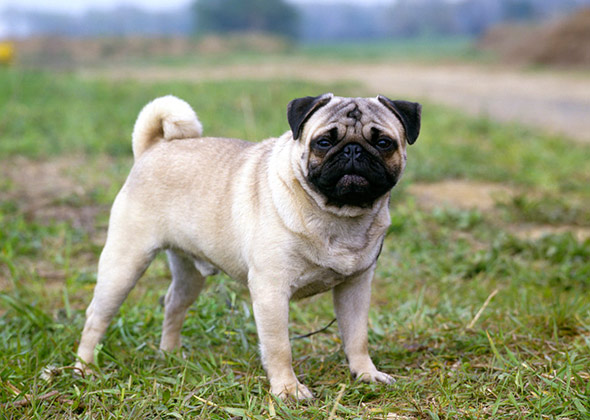 Pug