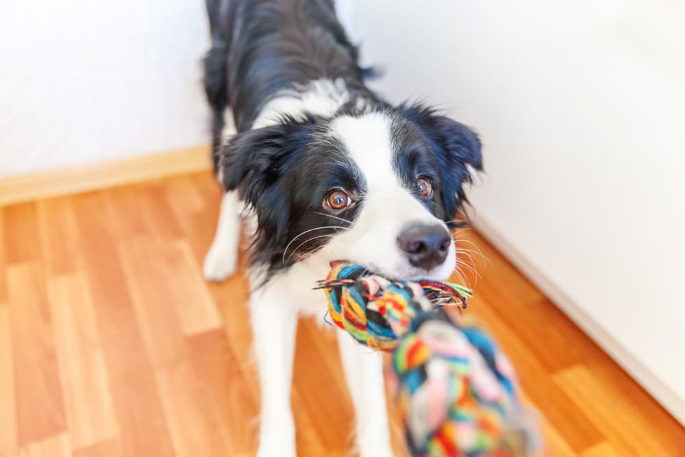 Puppy pulling a toy