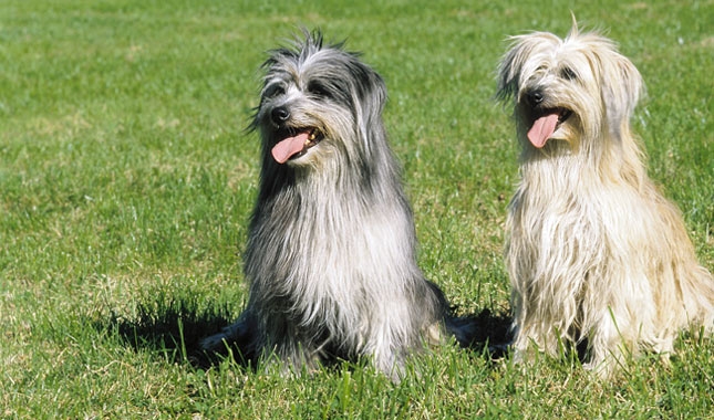 Pyrenean Shepherd