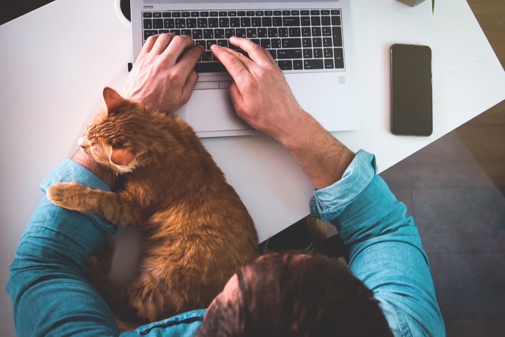 Cat on top of laptop with owner typing