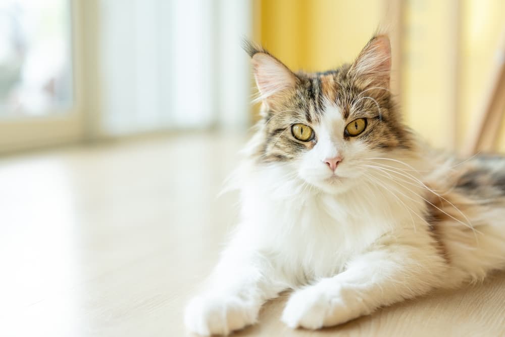 Cat looking up and curious