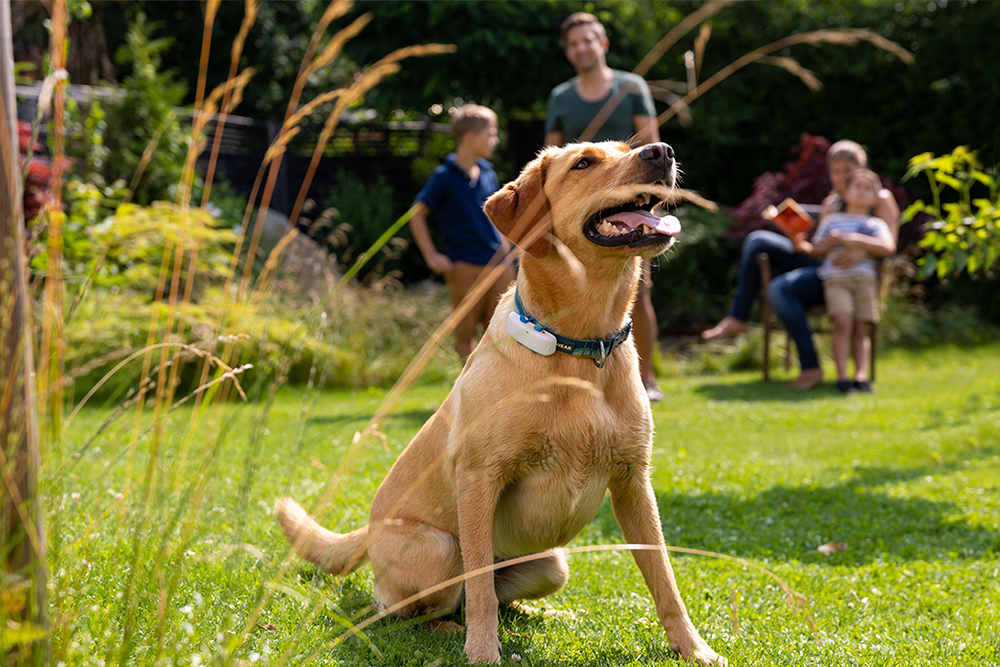 dog wearing a pet tracker