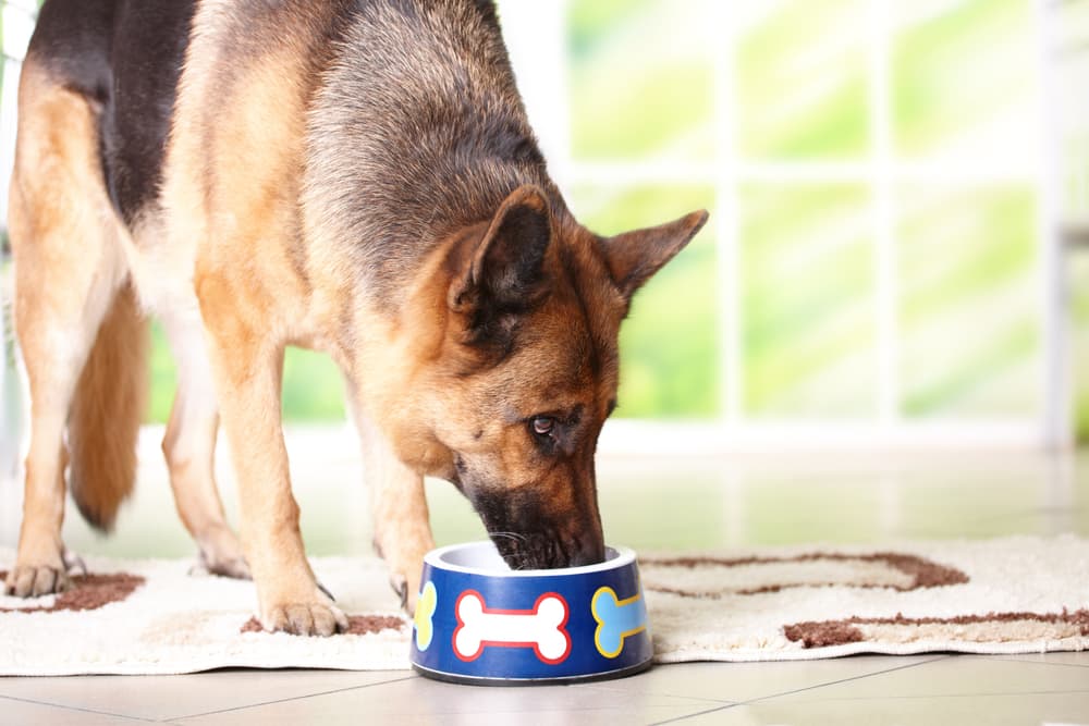 Salmon Dog Food: 10 Flavorful Fish Formulas to Try