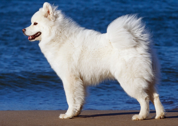 Chow Chow, Eurasier, Finnish Lapphund, Norwegian Elkhound, Samoyed, Swedish Lapphund