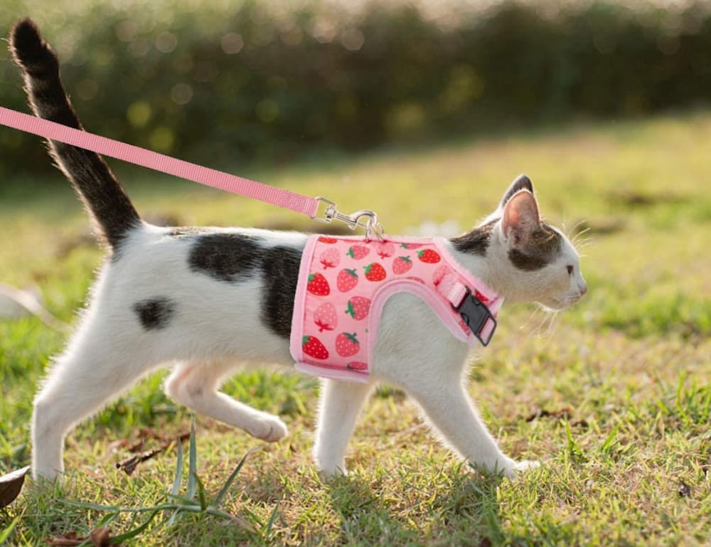 BINGPET Cat Harness With Leash