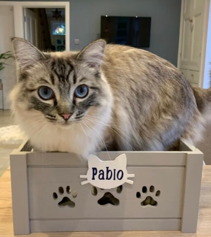 cat toy box with cat sitting inside