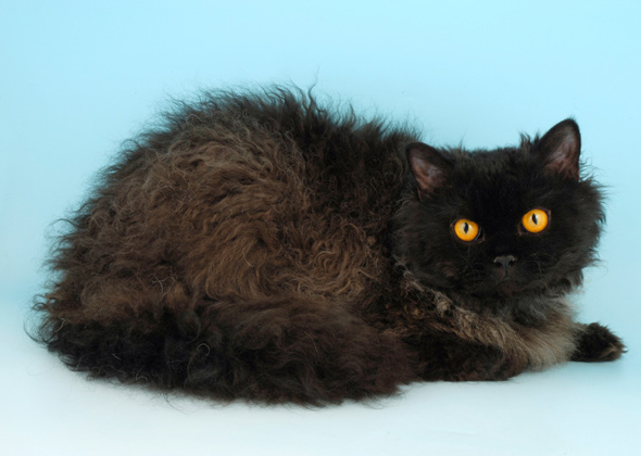 Selkirk Rex