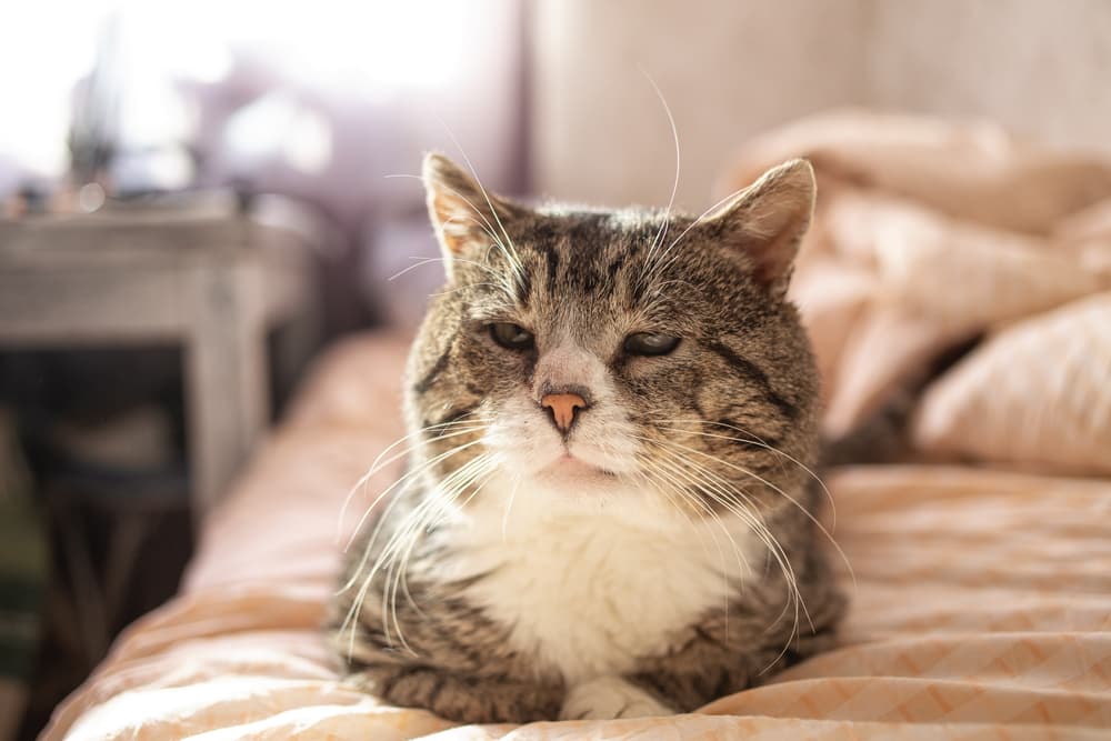 Older cat laying on the bed