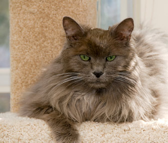 Your Senior Cat: What to Expect at 16+ Years