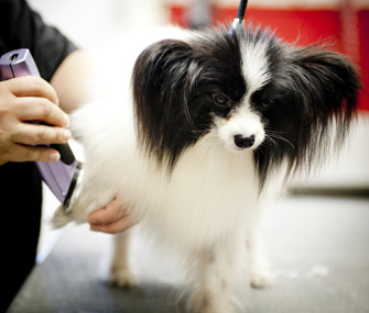 Shaving Dog