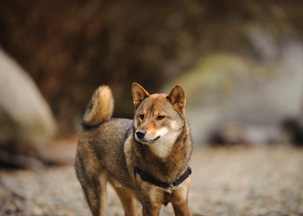 German Spitz, Pomeranian, Norwegian Lundehund, Shiba Inu