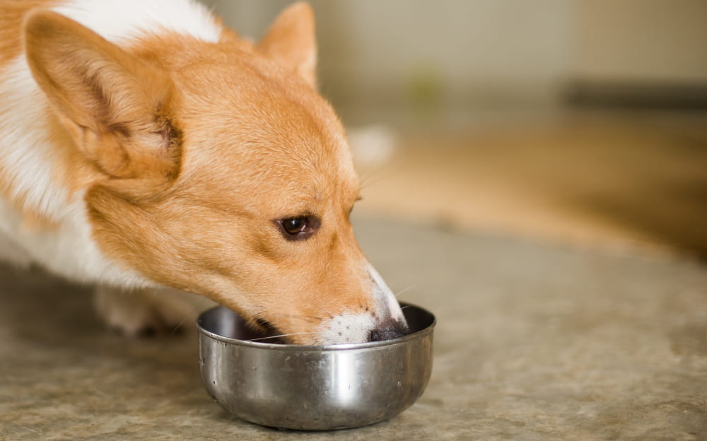 Corgi eating dog food