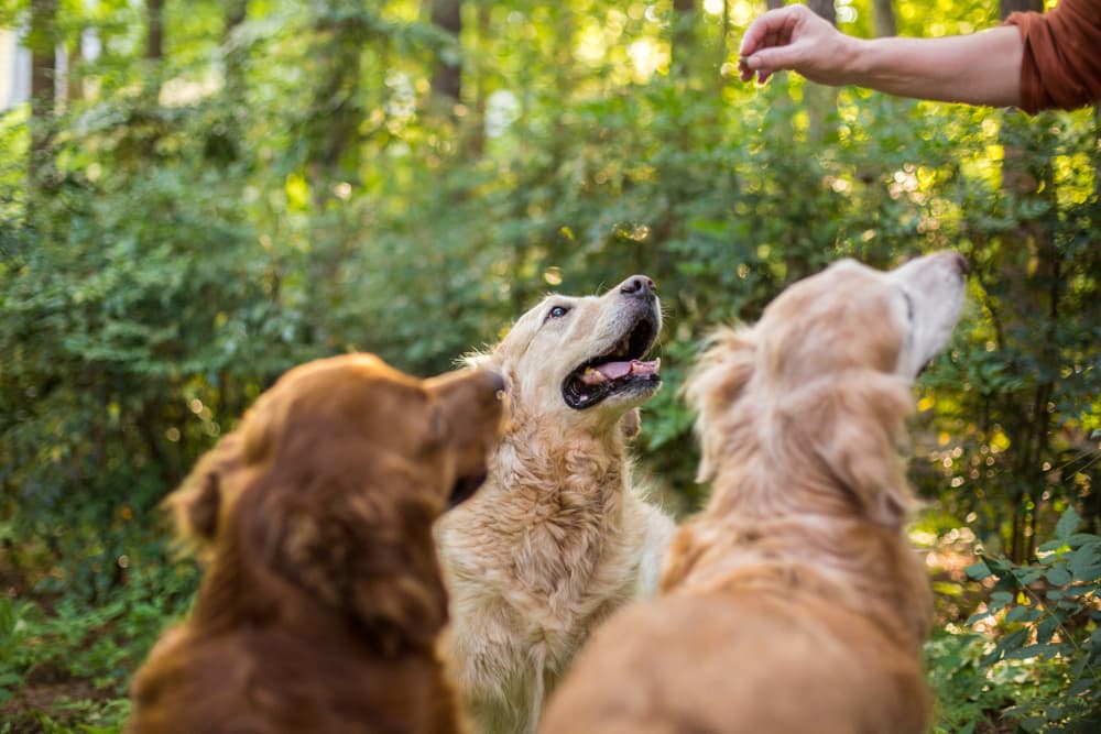 Three dogs waiting for a treat