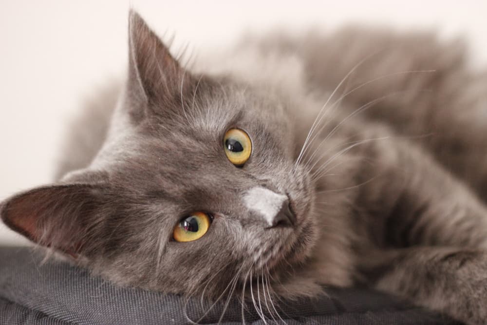 Cat head tilted on the couch