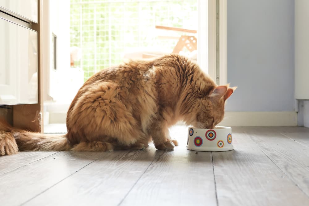 6 Best Organic Cat Foods of 2024