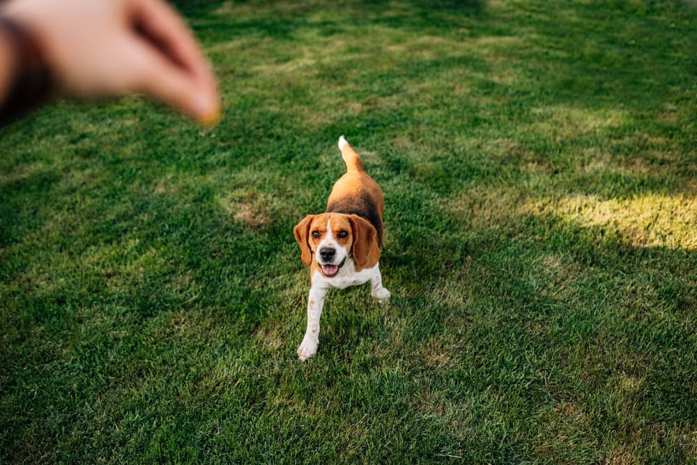 Dog getting a cube of cheese from owner