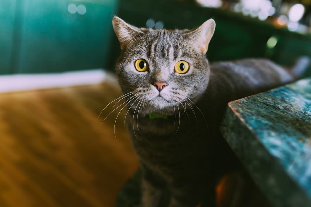 Cute cat looking concerned