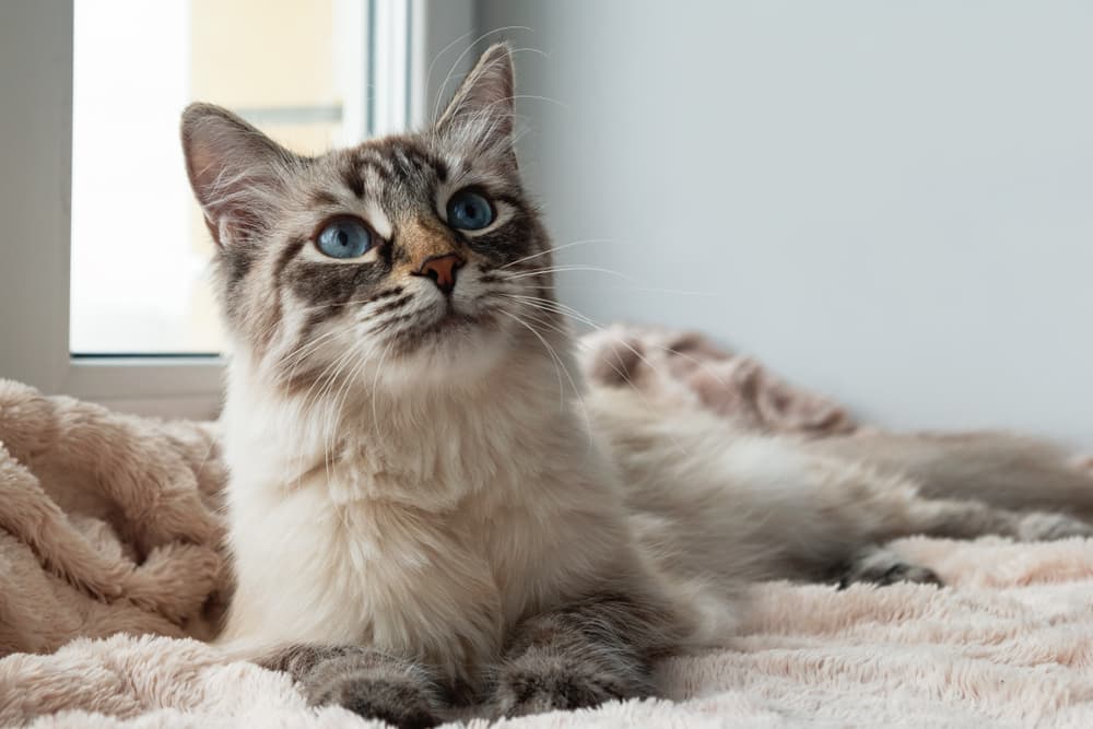 Lovely cat stretching at home