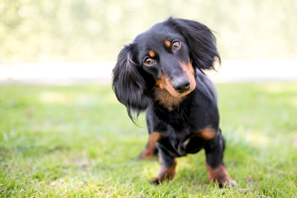 Dog head tilted looking cute