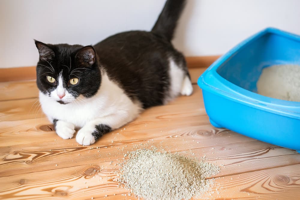 Cat sitting next to kitty litter box with kitty litter sitting on table