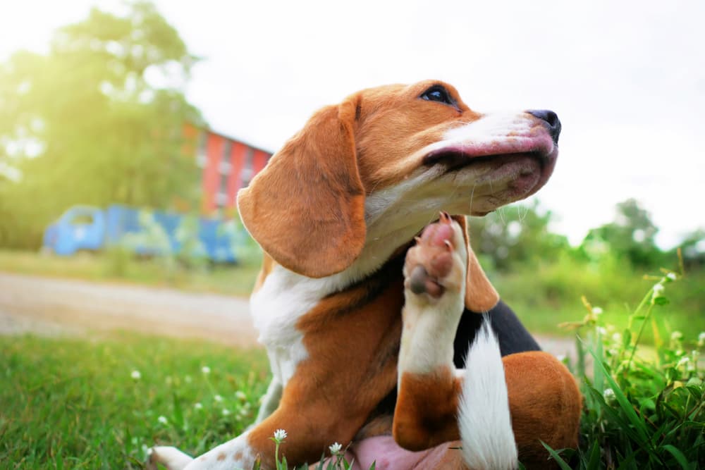 Itchy dog on grass