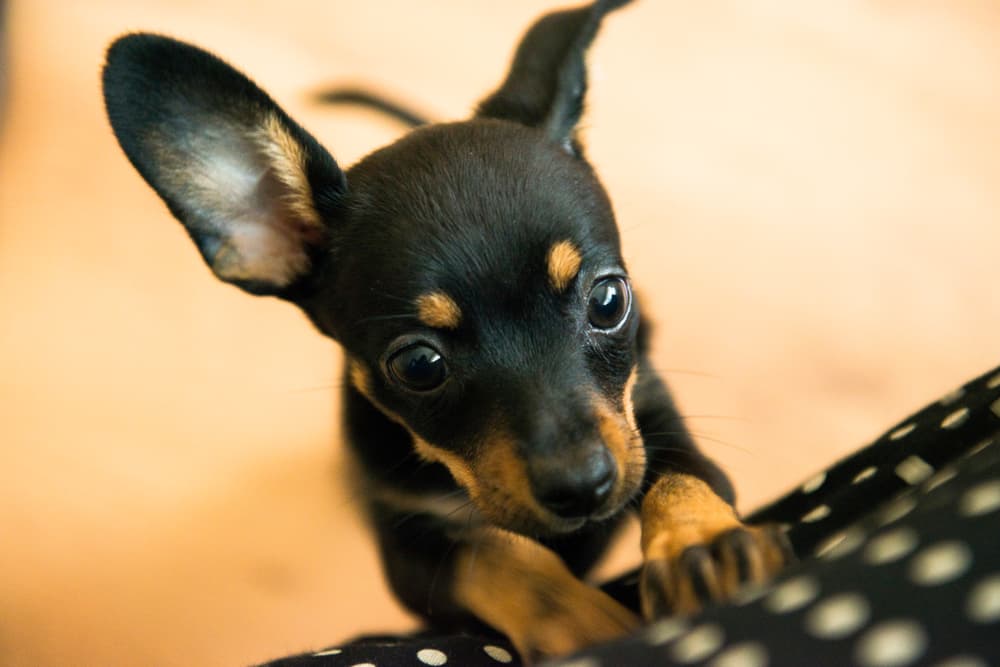 Very young dog pulling on fabric