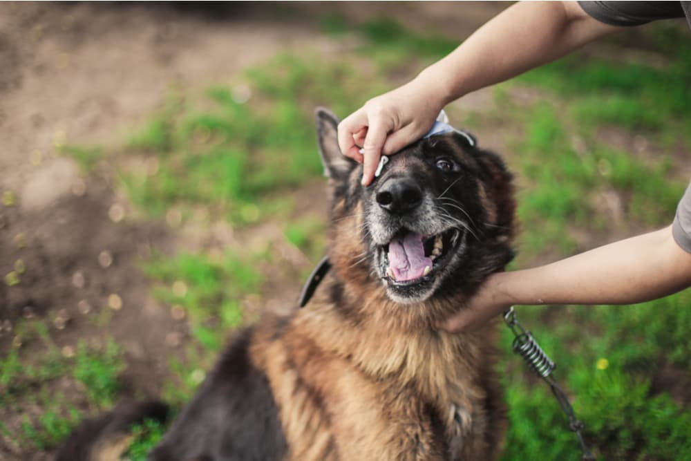 Best Dog Wipes for Ears, Paws, Eyes, and More