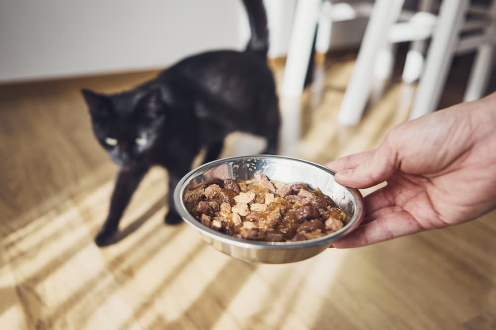 Putting down a bowl of cat food for senior cat