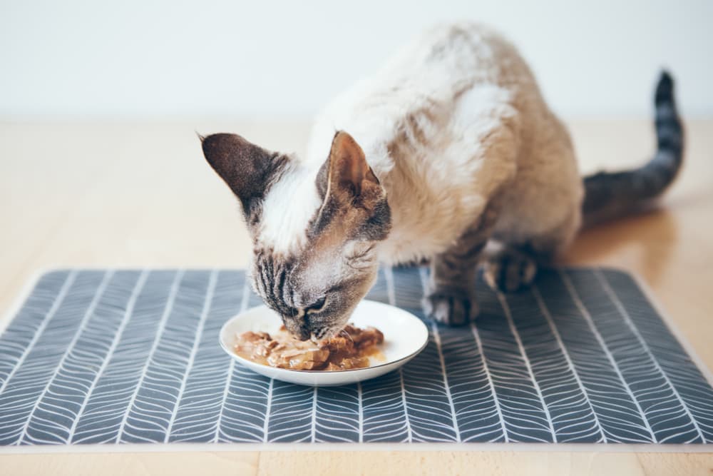 17 Best Wet Cat Foods of 2024 Approved By Vets