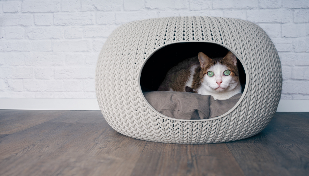 Cat peeks out of pretty cave bed