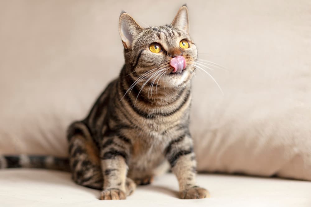 Cat sitting with tongue out licking