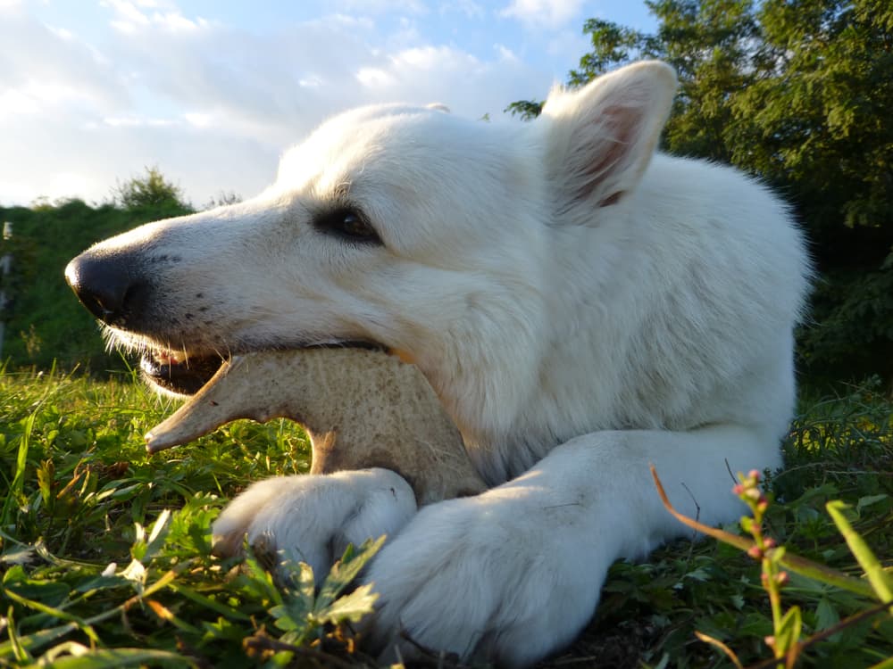 Dog chewing on elk antler