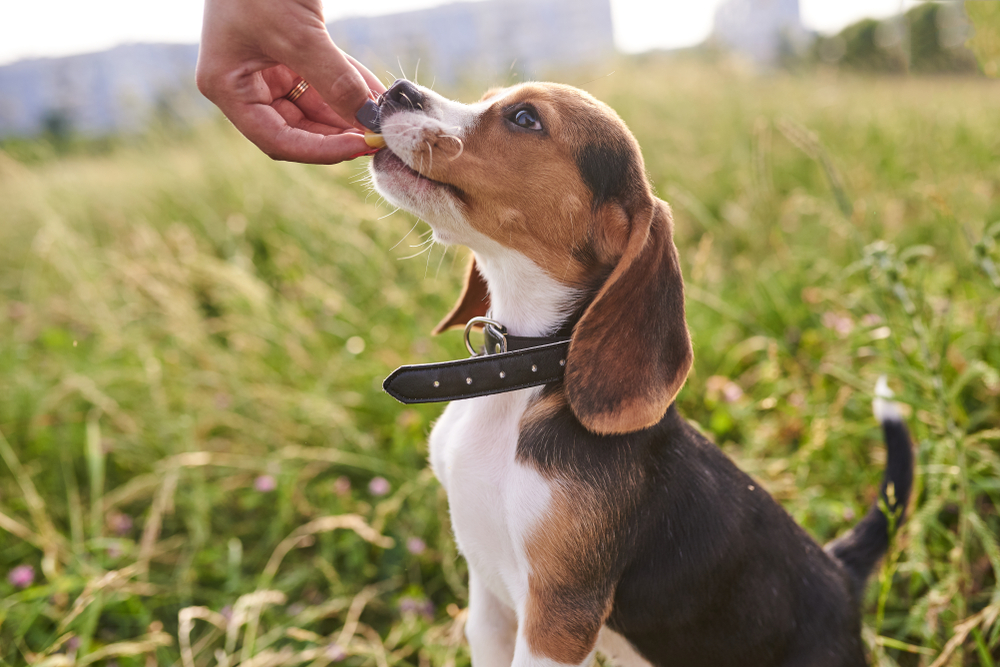 Beagle pup gets a treat