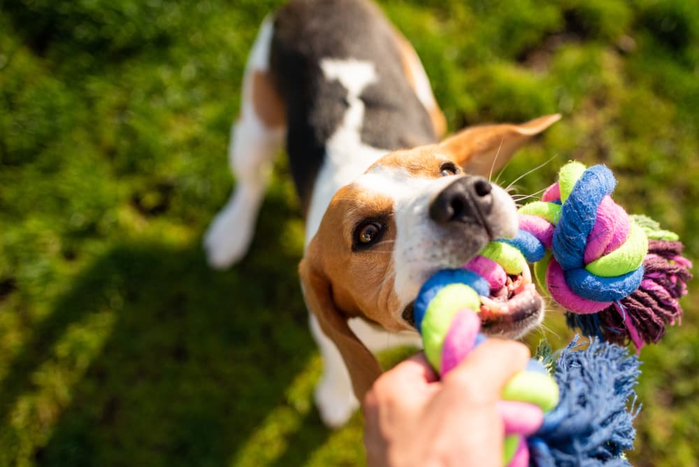 6 Ultimate Tug of War Dog Toys for Endless Fun