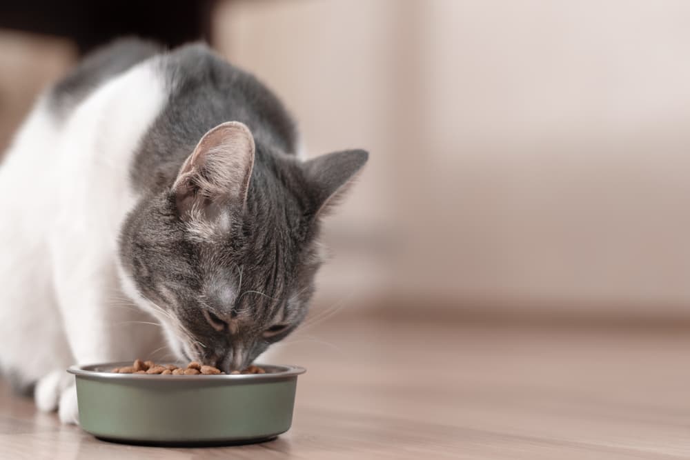 Cat eating out of food bowl