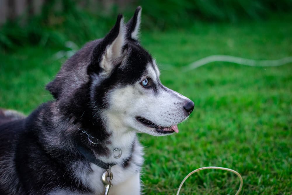 Siberian Husky with a tie out cable outside