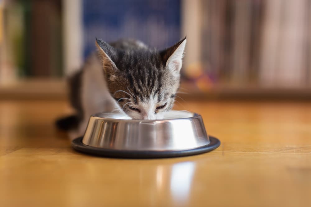 Kitten eating from food bowl