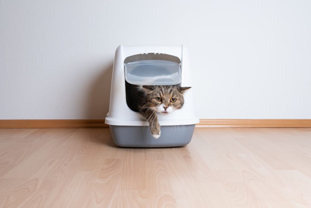 Adult cat peeks out from her closed litter box