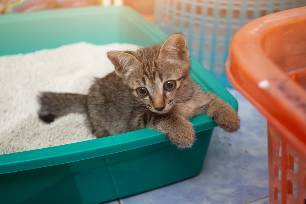 kitten in lightweight litter box