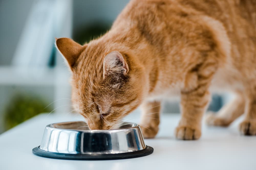 Best Fresh Cat Food 6 Options to Consider Vetstreet Vetstreet