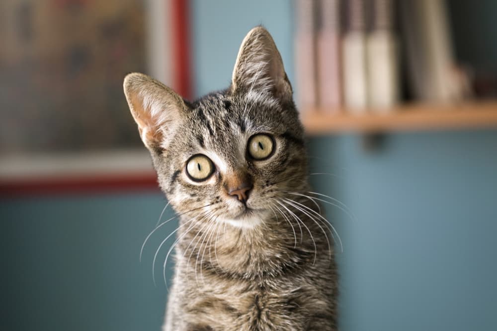 Cat head tilted big eyes looking curious