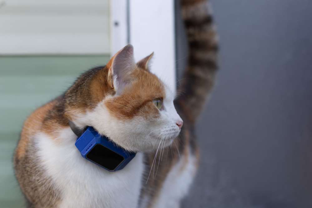 cat wearing a GPS tracker