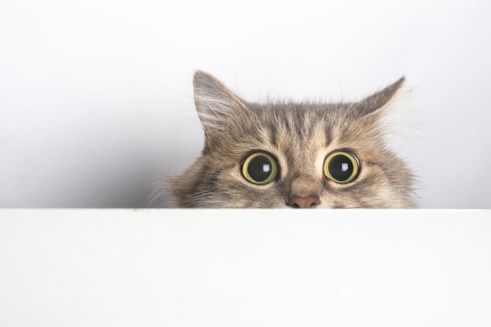 Cat peeking above counter