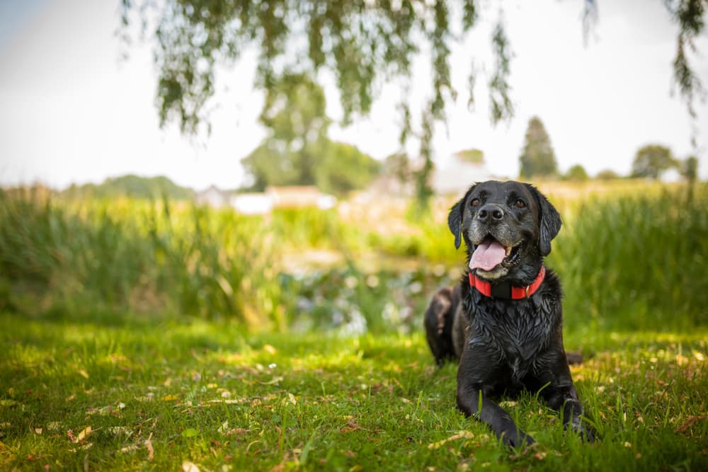 Senior dog smiling outdoors in the sun