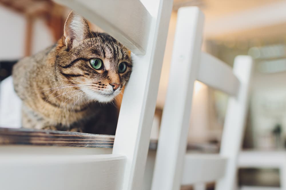 Kitten laying on a kitchen chair