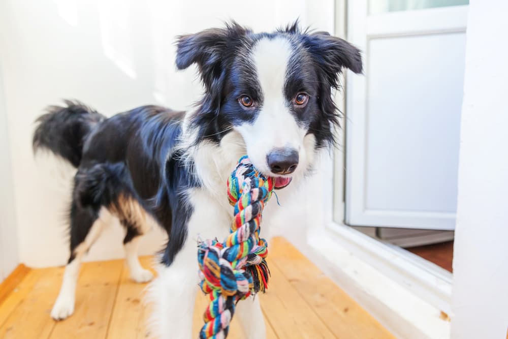 Dog playing with toy in home